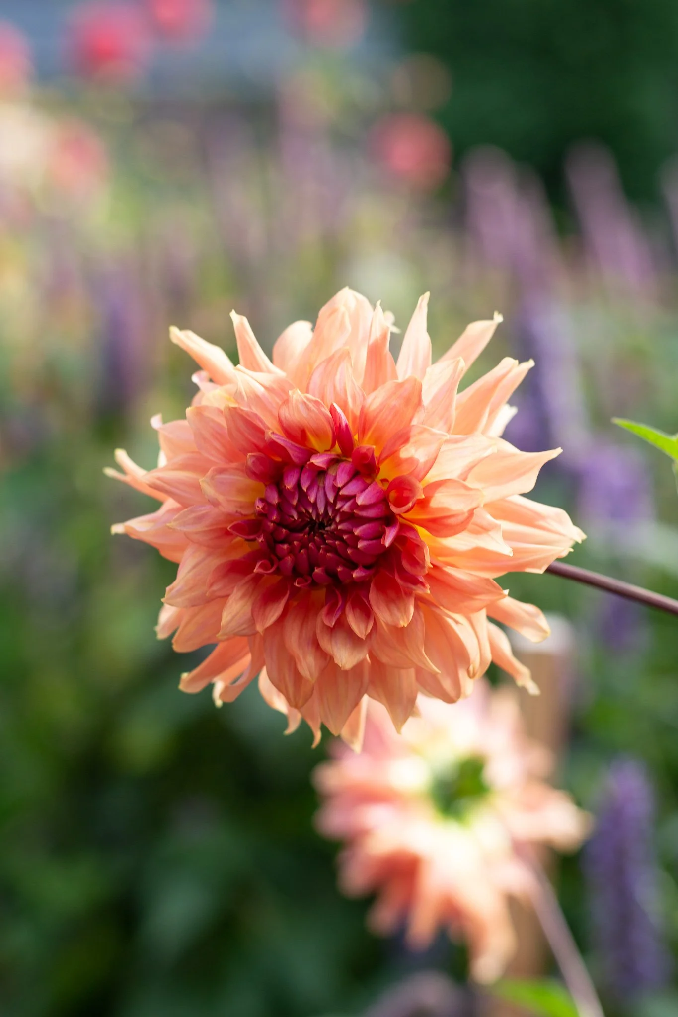 Dahlia : Terracotta — ciderpress lane